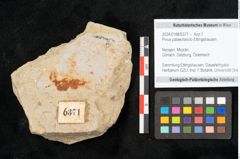 Foto (Objekt + Etikett) von Pinus palaeolaricio Ettingshausen (NHMW-GEO-2024-0188-6371)